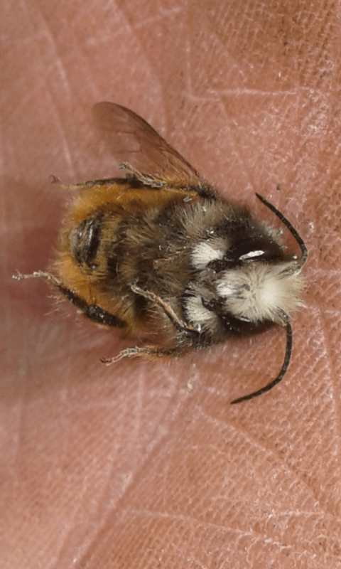Apidae Megachilinae : maschio di Osmia cornuta